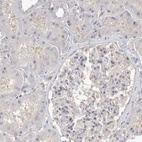 Immunohistochemical staining of human kidney shows low expression as expected.