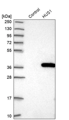 Western blot analysis in control (vector only transfected HEK293T lysate) and HUS1 over-expression lysate (Co-expressed with a C-terminal myc-DDK tag (~3.1 kDa) in mammalian HEK293T cells, LY401435).