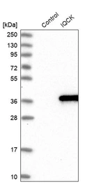 Western blot analysis in control (vector only transfected HEK293T lysate) and IQCK over-expression lysate (Co-expressed with a C-terminal myc-DDK tag (~3.1 kDa) in mammalian HEK293T cells, LY407137).