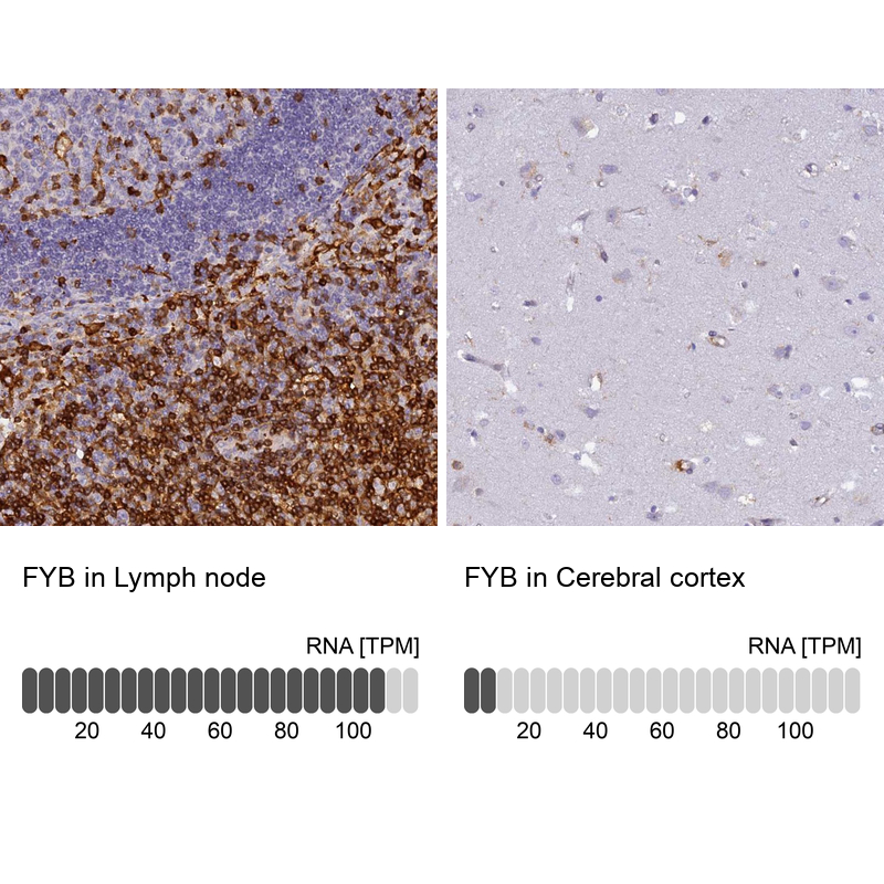 Anti-FYB Antibody