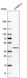 Anti-RNF2 Antibody