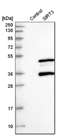 Western blot analysis in control (vector only transfected HEK293T lysate) and SIRT3 over-expression lysate (Co-expressed with a C-terminal myc-DDK tag (~3.1 kDa) in mammalian HEK293T cells, LY402174).