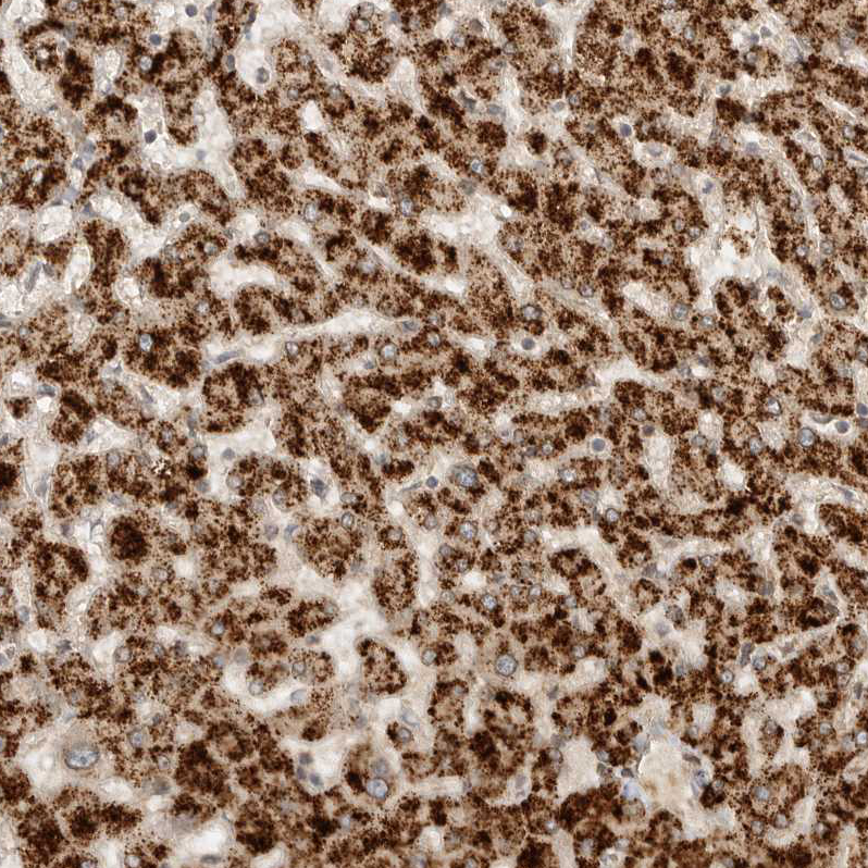 Anti-DMBX1 Antibody