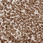 Anti-DMBX1 Antibody