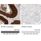 Anti-SPINK2 Antibody