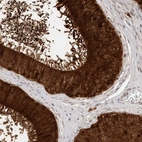 Immunohistochemical staining of human epididymis shows very strong cytoplasmic positivity in glandular cells.