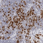 Anti-SEC11C Antibody