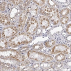 Immunohistochemical staining of human Kidney shows moderate positivity in endoplasmic reticulum in cells in tubules.