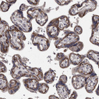 Immunohistochemical staining of human placenta shows strong membranous positivity in trophoblastic cells.