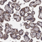 Immunohistochemical staining of human placenta shows strong membranous positivity in trophoblastic cells.