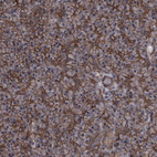 Immunohistochemical staining of human pancreas shows strong membranous positivity in exocrine glandular cells.
