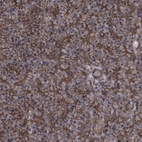Immunohistochemical staining of human pancreas shows strong membranous positivity in exocrine glandular cells.