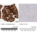 Anti-CASQ1 Antibody