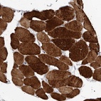 Immunohistochemical staining of human skeletal muscle shows high expression.