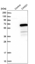 Western blot analysis in control (vector only transfected HEK293T lysate) and CASQ1 over-expression lysate (Co-expressed with a C-terminal myc-DDK tag (~3.1 kDa) in mammalian HEK293T cells, LY420059).