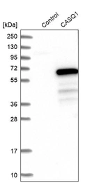 Western blot analysis in control (vector only transfected HEK293T lysate) and CASQ1 over-expression lysate (Co-expressed with a C-terminal myc-DDK tag (~3.1 kDa) in mammalian HEK293T cells, LY420059).