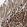Anti-C2orf74 Antibody