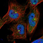 Immunofluorescent staining of human cell line U-251 MG shows positivity in centrosome & nucleus but excluded from the nucleoli.