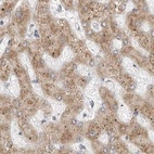 Immunohistochemical staining of human liver using Anti-RPN1 antibody HPA026828.