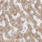 Immunohistochemical staining of human liver using Anti-RPN1 antibody HPA026828.