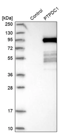 Western blot analysis in control (vector only transfected HEK293T lysate) and PTPDC1 over-expression lysate (Co-expressed with a C-terminal myc-DDK tag (~3.1 kDa) in mammalian HEK293T cells, LY405883).