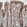 Anti-SFXN2 Antibody