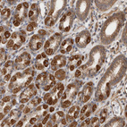 Immunohistochemical staining of human stomach shows strong cytoplasmic positivity in glandular cells.