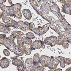 Immunohistochemical staining of human placenta shows moderate positivity in trophoblastic cells.