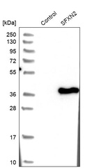Western blot analysis in control (vector only transfected HEK293T lysate) and SFXN2 over-expression lysate (Co-expressed with a C-terminal myc-DDK tag (~3.1 kDa) in mammalian HEK293T cells, LY403612).