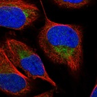Immunofluorescent staining of human cell line U-2 OS shows localization to mitochondria.