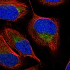 Immunofluorescent staining of human cell line U-2 OS shows localization to mitochondria.
