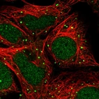 Immunofluorescent staining of human cell line HEK 293 shows localization to nucleus & vesicles.