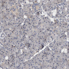 Immunohistochemical staining of human pancreas shows very weak cytoplasmic positivity in exocrine glandular cells.