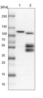 Lane 1: NIH-3T3 cell lysate (Mouse embryonic fibroblast cells)_br/_Lane 2: NBT-II cell lysate (Rat Wistar bladder tumour cells)