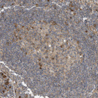 Immunohistochemical staining of human lymphoid node shows moderate cytoplasmic positivity in germinal center cells.