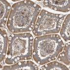 Immunohistochemical staining of human small intestine shows moderate cytoplasmic positivity in glandular cells.