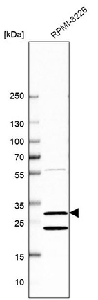 Western blot analysis in human cell line RPMI-8226.