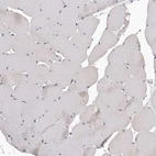 Immunohistochemical staining of human skeletal muscle shows no positivity in myocytes as expected.