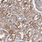 Anti-LAMTOR3 Antibody