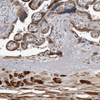 Anti-MINPP1 Antibody