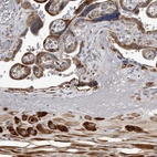 Anti-MINPP1 Antibody