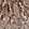 Anti-CCPG1 Antibody