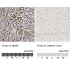 Anti-STAB2 Antibody