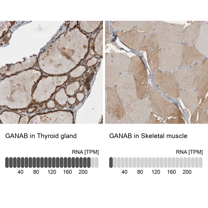 Anti-GANAB Antibody