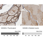 Anti-GANAB Antibody