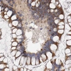 Immunohistochemical staining of human colon using Anti-GANAB antibody HPA026874.