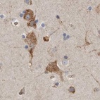 Immunohistochemical staining of human cerebral cortex using Anti-GANAB antibody HPA026874.