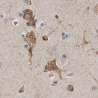 Immunohistochemical staining of human cerebral cortex using Anti-GANAB antibody HPA026874.