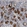 Anti-CCDC126 Antibody