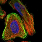 Immunofluorescent staining of human cell line U-2 OS shows localization to plasma membrane & actin filaments.